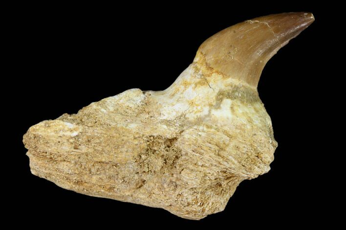 Fossil Mosasaur (Halisaurus) Tooth In Jaw Section - Morocco #117024